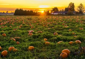 Autumn and a field of pumpkins in BC Canada